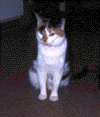 Judy sitting.gif (44410 bytes)