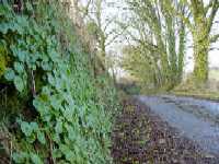 Pennywort growing in Lansugle Lane